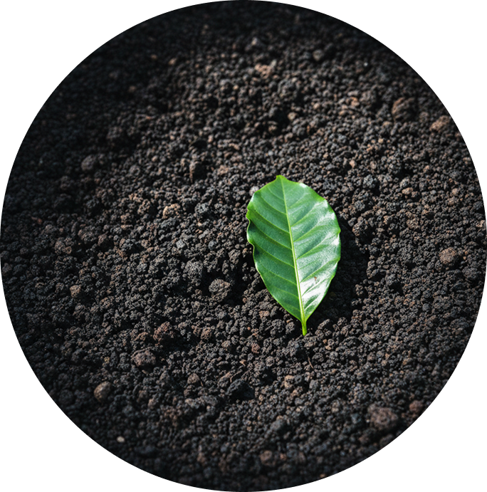Coffee seedling growing in volcanic soil